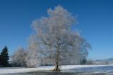 15-01-2022-11-Moor-Birke.jpg