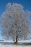 15-01-2022-12-Moor-Birke.jpg