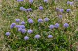 15-06-2014-Herzblaettrige-Kugelblume-Lechqu-01.jpg