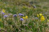 15-06-2014-Herzblaettrige-Kugelblume-Lechqu-06.jpg