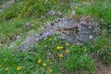 15-06-2017-Herzblaettrige-Kugelblume-Lecht-06.jpg