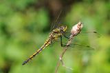 15-Grosser-Blaupfeil-Orthetrum-cancellatum-2-bea.jpg