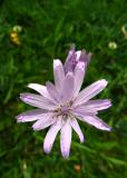 15-R-18041-Rote-Schwarzwurzel-1.jpg