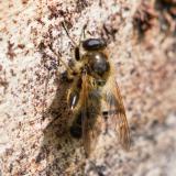 150713910Braune_MulmschwebfliegeBrachypalpus_laphriformisM2026-05-08NSGKissH-PS.jpg