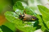 150974965PrachtwanzeMiris_striatus2026-05-09NSGStawaA-PS.jpg