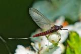 150975024Leptophlebia_vespertina-2026-5-09NSGStawaA-PS.jpg