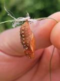 155058839FeurigerPerlmuttfalterFabriciana_adippe2026-06-03NSGLechaueWTodtenweiss-PS.jpg