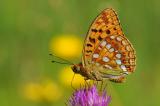 16-Argynnis-adippe-Sch-H-14-bea.jpg