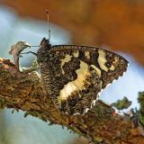 162521748Weisser_WaldportierBrintesia_circe2026-07-11EI_Moernsheim-ps.jpg
