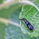 162822269Langfuehler-Koecherfliege.Mystacides_azurea2026-07-13WUG_Solnhofen-PS.jpg