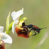 1a-Gartenlaubkaefer-Phyllopertha-horticola-Maennchen-Anflug-auf-Bluete-der-Hummel-Ragwurz-Ophrys-holoserica-PS.jpg