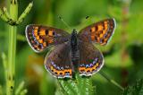 1a-Lycaena-helle.jpg