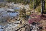 1b-Schneeheide-Kiefernwald-auf-Flussterrasse-bei-Forchach.jpg