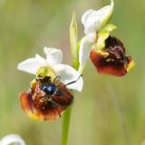 1b.-Gartenlaubkaefer-Phyllopertha-horticola-Maennchen-Scheinkopulation-auf-Bluete-der-Hummel-Ragwurz-Ophrys-holoserica-PS.jpg