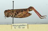 1x-Calliptamus-italicus-Augsburg-Munk-PS.jpg