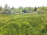 2--lichte-Bereiche-am-Rand-des-Rieds-DSC_0259-_2_.jpg