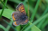 2-2-Blauschillernder-Feuerfalter-_Lycaena-helle_.jpg