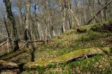 2-2-Heroldingen-schwachwuechsiger-Laubwald.jpg