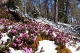 2-2-Schneeheide-Kiefernwald-Lechtaler-Alpen.jpg