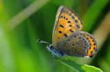 2-3-Lycaena-helle.jpg