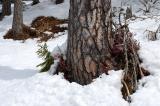 2-3-Schneeheide-Kiefernwald-Lechtaler-Alpen.jpg