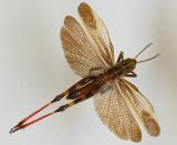 2-Arcyptera-fusca-PS.jpg