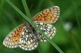 2-Boloria-eunomia-PS.jpg