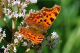 2-C-Falter-Polygonia-c-album-Erwiesfilz.jpg