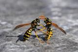 2-Gallische-Feldwespe-Polistes-dominula-Lechauen-Augsburg-_5_-PS.jpg