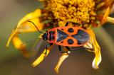 2-Gemeine-Feuerwanze-_Pyrrhocoris-apterus_-_2_-bea.jpg