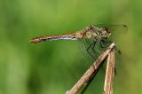 2-Sympetrum-sanquineum-Blutrote-Heidelibelle-W-PS.jpg