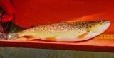 20080625_Bachforelle-PS.jpg