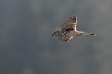 20080928_08015722-Turmfalke.jpg