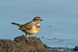 20100406_10012607-Blaukehlchen.jpg