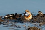 20100406_10012682-Blaukehlchen.jpg