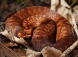 20110331_003936-Kreuzotter.jpg