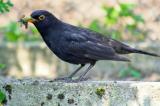 20110604_Amsel-2-PS.jpg