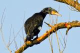 20120211_Kormoran-2.jpg