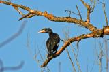 20120211_Kormoran.jpg