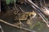 20120325-Canon-1856.jpg