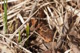 20120326-Canon-2129.jpg