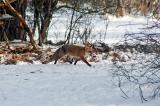 20130123_Fuchs-(2)-PS.jpg