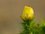 20140406_14014395_C1-Adonisroeschen.jpg