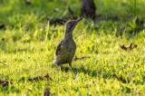 20140828-Canon-7693-Gruenspecht.jpg