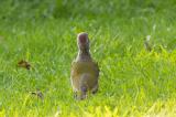 20140828-Canon-7705-Gruenspecht.jpg