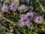 20190430-183038-Herzblaett-Kugelblume.jpg