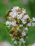 20190730141025-Gelbbindige-Furchenbiene-Paerchen.jpg