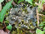 20190807-174429-Peltigera-neckeri.jpg