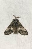 20240412-Drymonia-ruficornis-Augsburg-Bergheim-PS-2.jpg