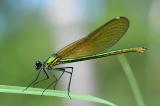 21-Calopteryx-splendens-bea.jpg